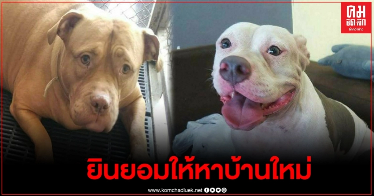 หงษ์เจ้าของพิตบูล6ตัว ยินยอมให้WDTช่วยหาบ้านใหม่ให้ลูกๆ หงษ์เจ้าของพิตบูล6ตัว ยินยอมให้WDTช่วยหาบ้านใหม่ให้ลูกๆ