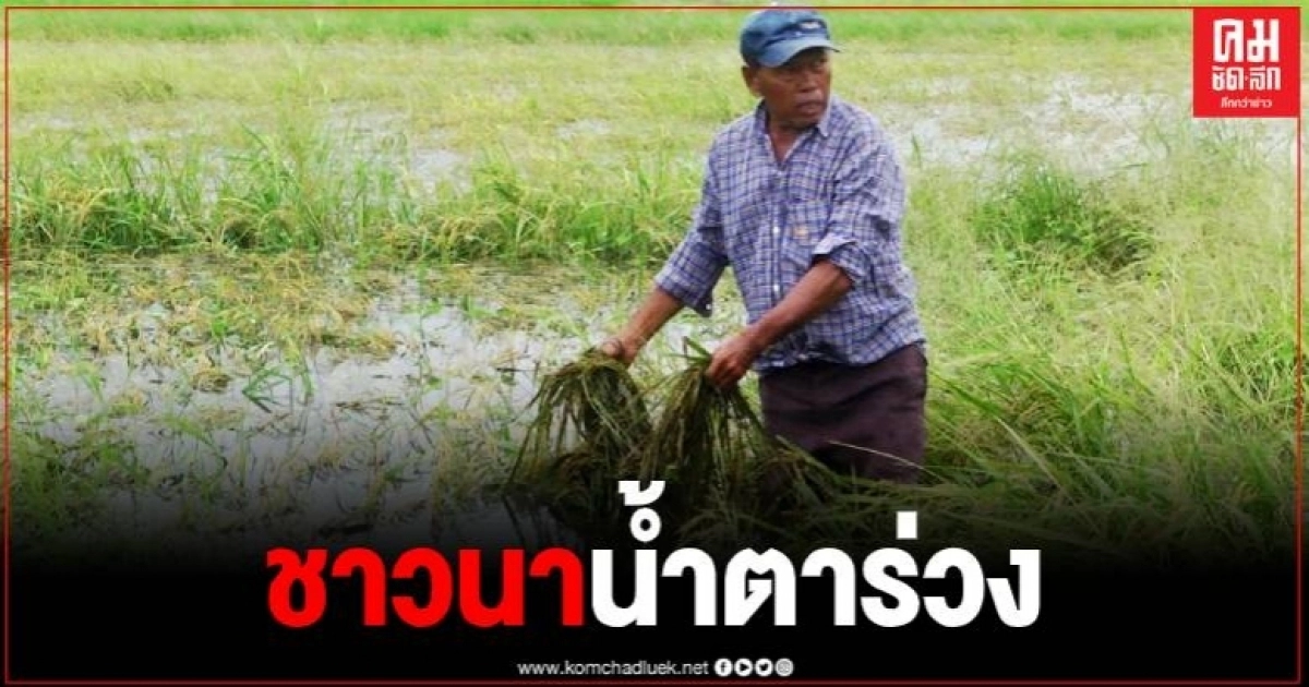 ชาวนาระทม ฝนกระหน่ำน้ำท่วมนาข้าวเสียหายเกือบ 2,000ไร่ ชาวนาระทม ฝนกระหน่ำน้ำท่วมนาข้าวเสียหายเกือบ 2,000ไร่
