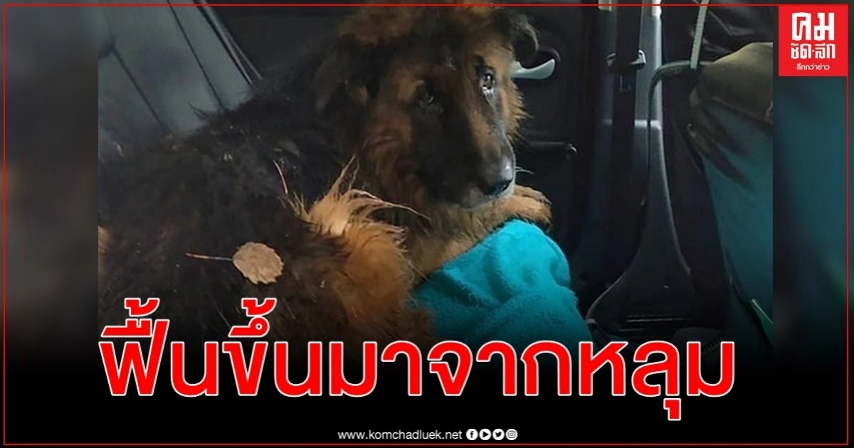 สุนัขถูกฉีดยาให้ตายก่อนฝังทั้งเป็น แต่ตะกุยจากหลุมขึ้นมาได้ เดินโซเซข้างถนน สุนัขถูกฉีดยาให้ตายก่อนฝังทั้งเป็น แต่ตะกุยจากหลุมขึ้นมาได้ เดินโซเซข้างถนน