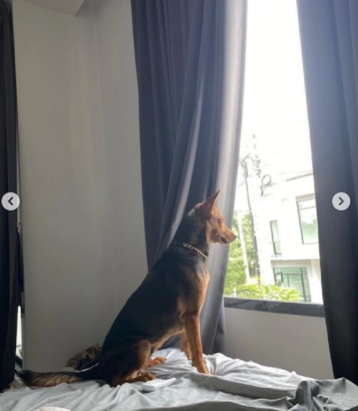 เอ็นดู "หมูทะ" ดึงม่านออกไปมองหา รอเจ้าของสุดรักกลับบ้าน ไปทำงานเมื่อไหร่จะกลับสักที 