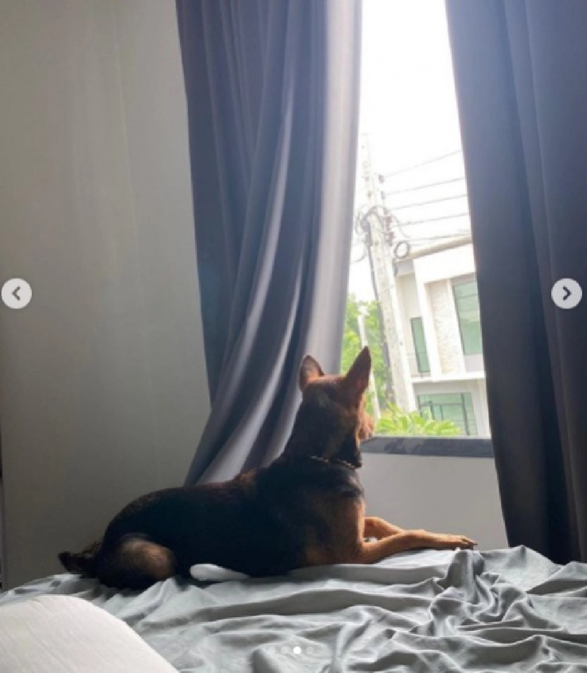 เอ็นดู "หมูทะ" ดึงม่านออกไปมองหา รอเจ้าของสุดรักกลับบ้าน ไปทำงานเมื่อไหร่จะกลับสักที 