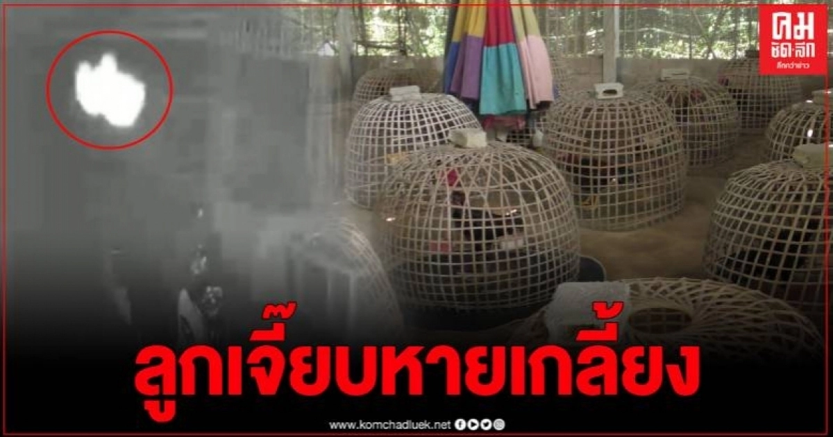 เซียนไก่ แทบช็อค วงจรปิดจับภาพ ดวงไฟประหลาด คาดเป็นกระสือแอบมากินลูกไก่ชน เซียนไก่ แทบช็อค วงจรปิดจับภาพ ดวงไฟประหลาด คาดเป็นกระสือแอบมากินลูกไก่ชน