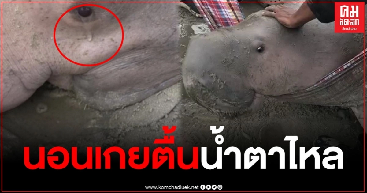 สุดซึ้งใจ ชาวบ้านเข้าช่วยชีวิต พะยูนเพศเมีย หลังนอนเกยตื้นน้ำตาไหลบนชายหาด สุดซึ้งใจ ชาวบ้านเข้าช่วยชีวิต พะยูนเพศเมีย หลังนอนเกยตื้นน้ำตาไหลบนชายหาด