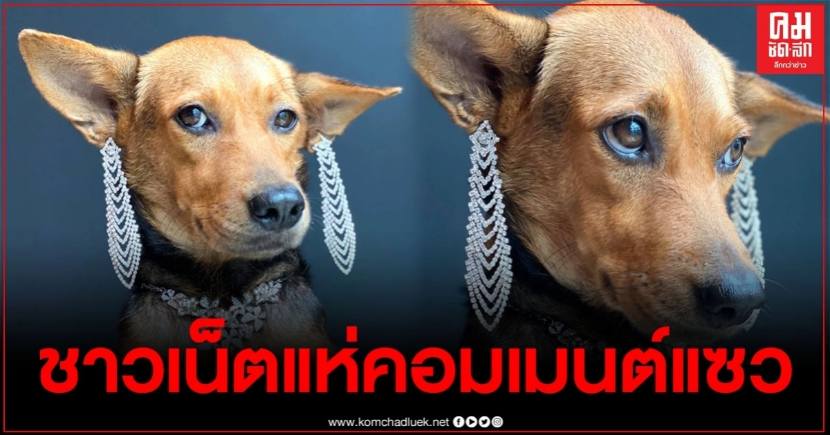 "หมูทะ" สุนัขจรจัด ภาพล่าสุดหลังถูกเก็บมาเลี้ยง เป็นคุณนายใส่เครื่องเพชร ชาวเน็ตแห่คอมเมนต์แซว "หมูทะ" สุนัขจรจัด ภาพล่าสุดหลังถูกเก็บมาเลี้ยง เป็นคุณนายใส่เครื่องเพชร ชาวเน็ตแห่คอมเมนต์แซว
