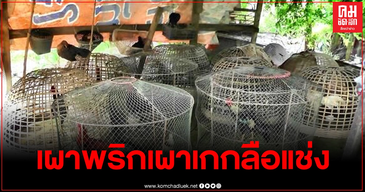 เซียนไก่ร่ำไห้ เผาพริกเผาเกลือสาปแช่ง หลังไก่ถูกวางยาตายยกเล้า เซียนไก่ร่ำไห้ เผาพริกเผาเกลือสาปแช่ง หลังไก่ถูกวางยาตายยกเล้า