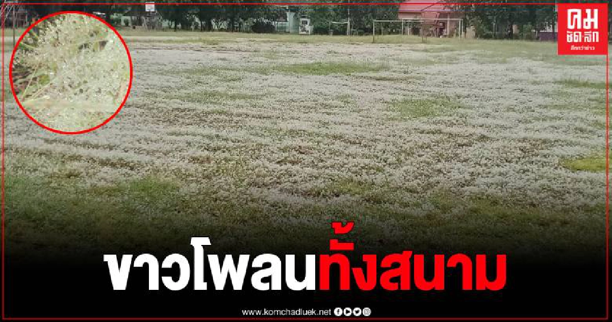 ลำปางหนาวแล้ว อำเภอเถินเกิดปรากฎการณ์ "น้ำค้างบนยอดหญ้า" งดงามคล้ายแม่คะนิ้ง ลำปางหนาวแล้ว อำเภอเถินเกิดปรากฎการณ์ "น้ำค้างบนยอดหญ้า" งดงามคล้ายแม่คะนิ้ง