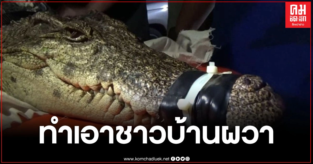 จระเข้ตัวใหญ่ โผล่ที่คลองระพีพัฒน์ คลานเข้าบ้านเรือนประชาชน