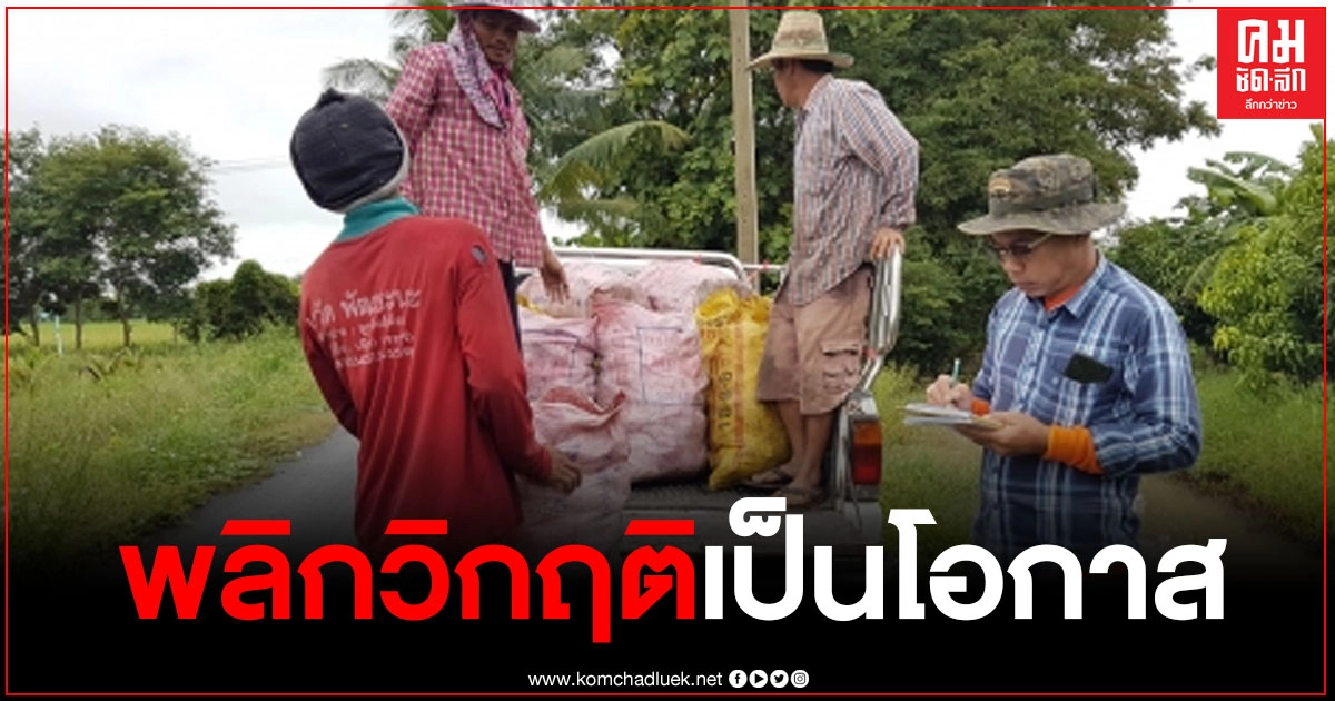 สุพรรณบุรี วิกฤติภัยแล้งเกษตรกรหันมาปลูกเผือกขายสร้างรายได้ปลดหนี้ สุพรรณบุรี วิกฤติภัยแล้งเกษตรกรหันมาปลูกเผือกขายสร้างรายได้ปลดหนี้