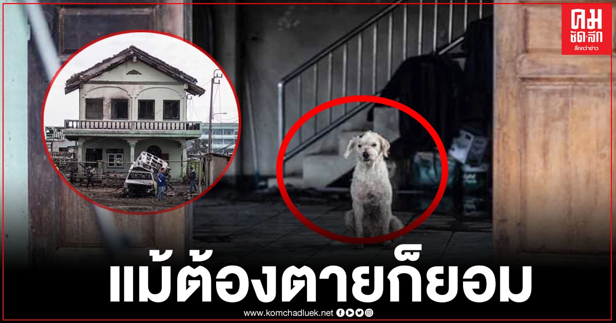 สุนัขผู้ซื่อสัตย์ ขอทำหน้าที่ปกป้องเจ้าของและบ้านหลังนี้จนถึงวินาทีสุดท้าย จากเหตุท่อก๊าซระเบิด สุนัขผู้ซื่อสัตย์ ขอทำหน้าที่ปกป้องเจ้าของและบ้านหลังนี้จนถึงวินาทีสุดท้าย จากเหตุท่อก๊าซระเบิด