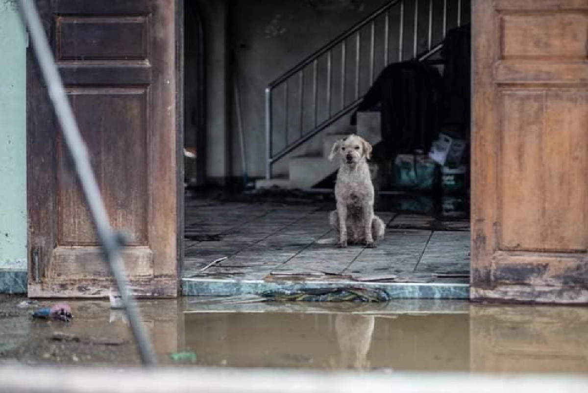 สุนัขผู้ซื่อสัตย์ ขอทำหน้าที่ปกป้องเจ้าของและบ้านหลังนี้จนถึงวินาทีสุดท้าย จากเหตุท่อก๊าซระเบิด