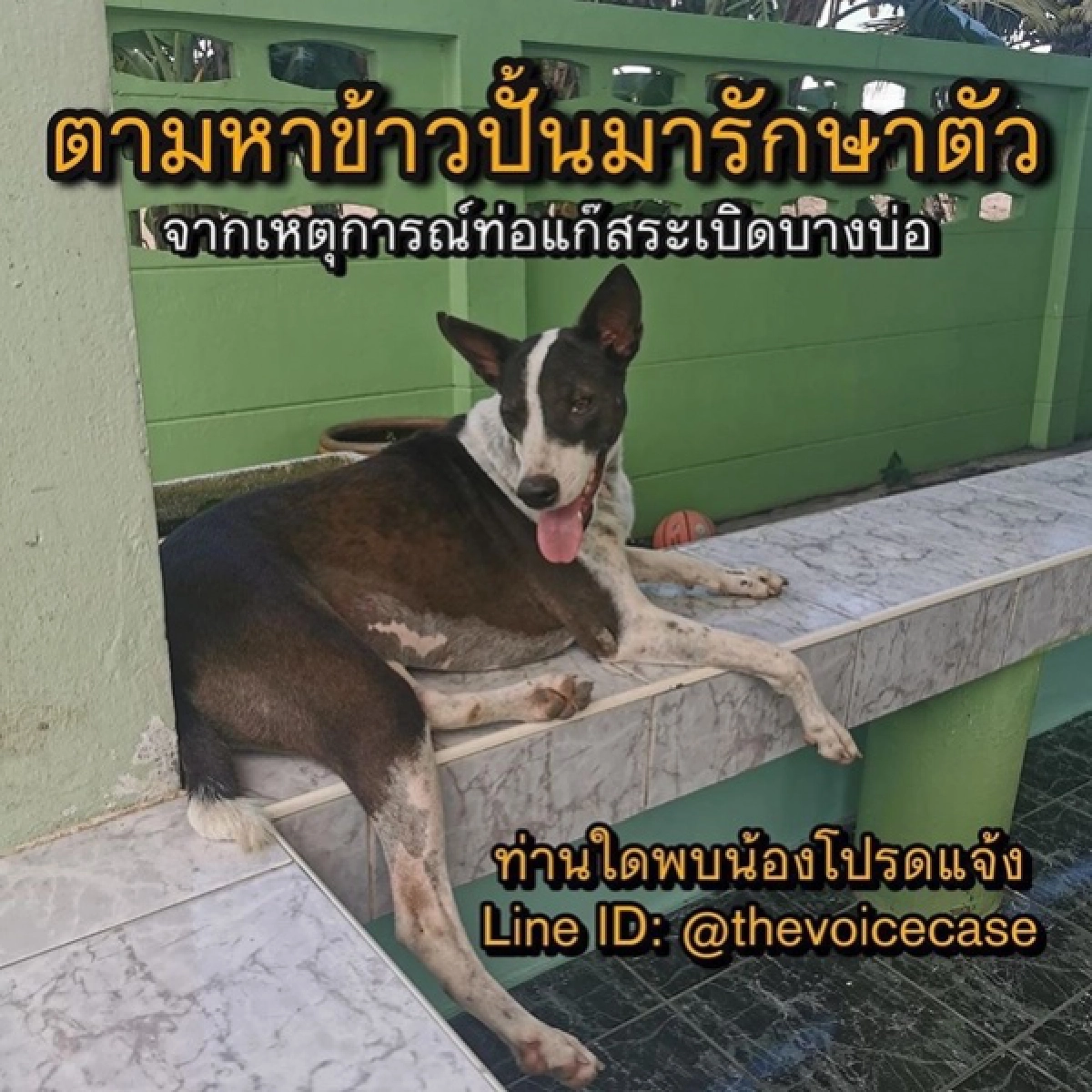 อั้ม พัชราภา