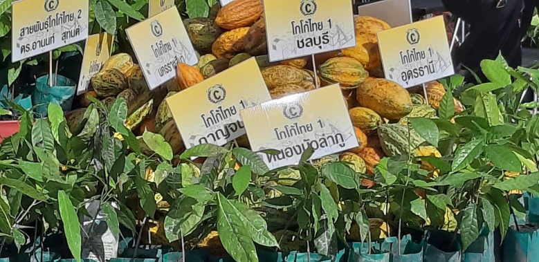 จับตาพืชเศรษฐกิจตัวใหม่ "โกโก้ไทย"ไปต่อไม่รอแล้วนะ