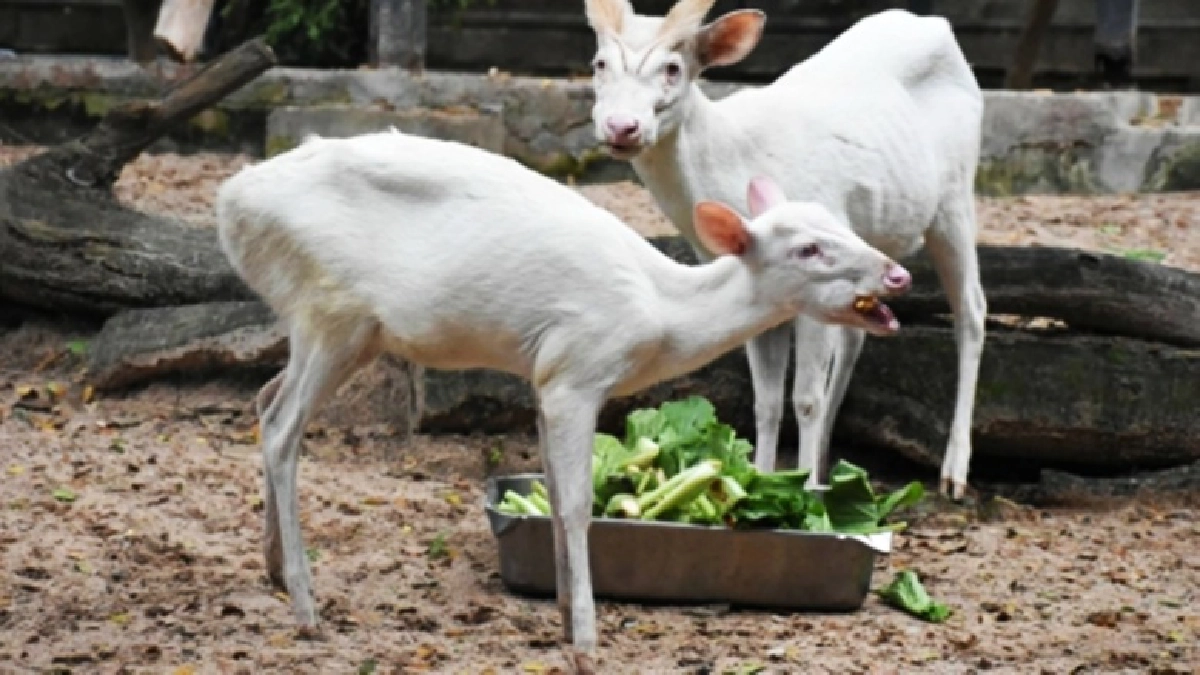 สุดน่ารัก  เปิดตัว "นวล" ลูกเก้งเผือก สมาชิกใหม่สวนสัตว์เปิดเขาเขียว