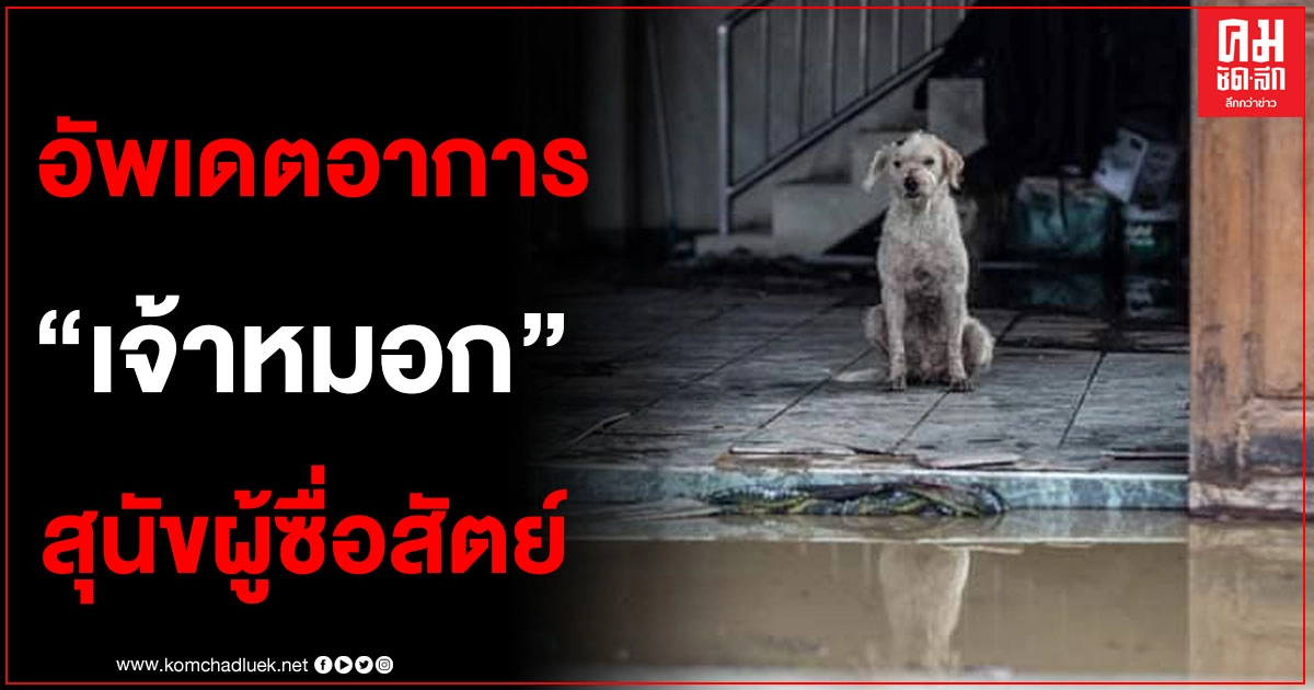 อัพเดตอาการ เจ้าหมอก สุนัขผู้ซื่อสัตย์ จากเหตุท่อก๊าซระเบิด หลังจ๊ะ อาร์สยาม ช่วยค่าใช้จ่ายทั้งหมด 