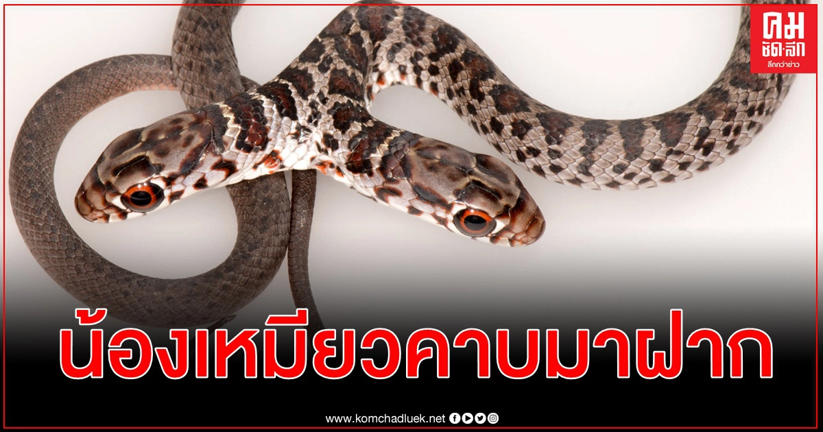 เจ้าของอึ้งน้องเหมียวคาบของฝากจากนอกบ้าน งูสองหัว ผู้เชี่ยวชาญชี้โอกาสรอดไม่มาก