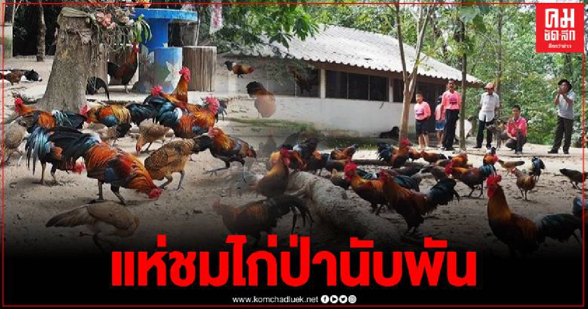 ตื่นตา ไก่ป่าแสนเชื่อง นับพันออกมาอวดโฉมให้นักท่องเที่ยวดูแบบใกล้ชิด