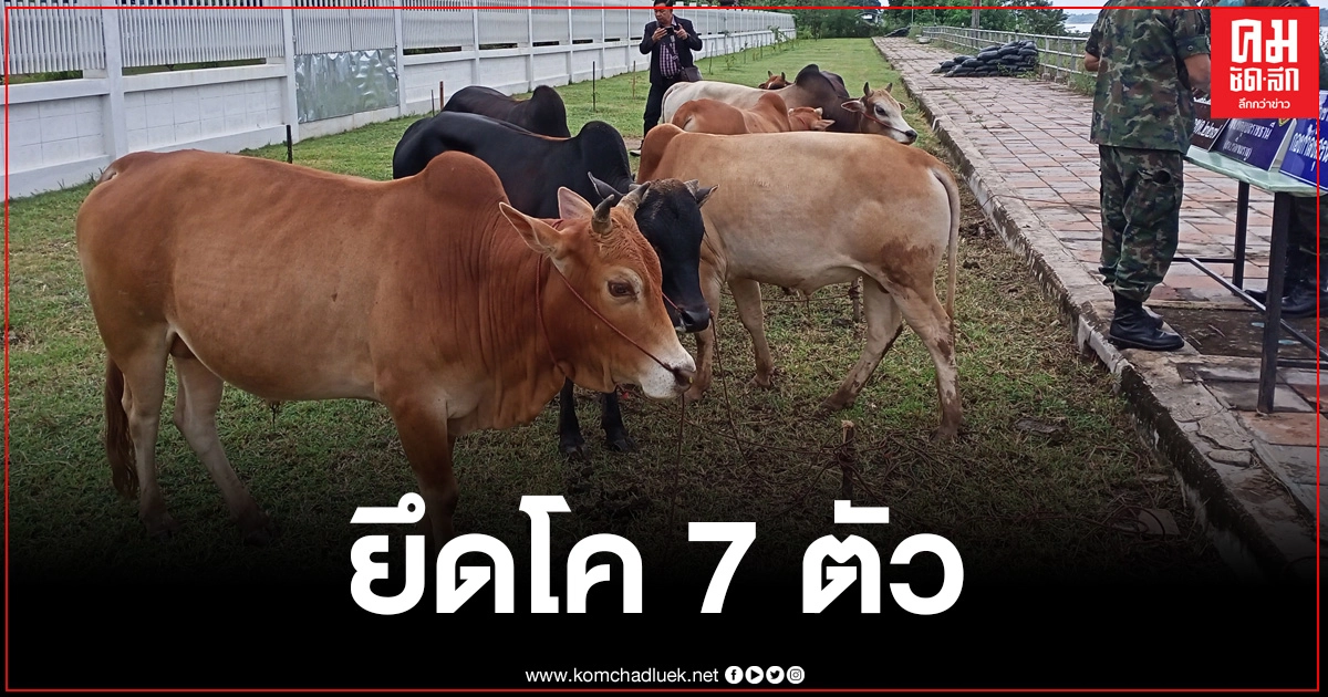 ทหารเรือยึดโค 7 ตัว หลังพบแอบลักลอบนำข้ามโขงจากลาว ทหารเรือยึดโค 7 ตัว หลังพบแอบลักลอบนำข้ามโขงจากลาว
