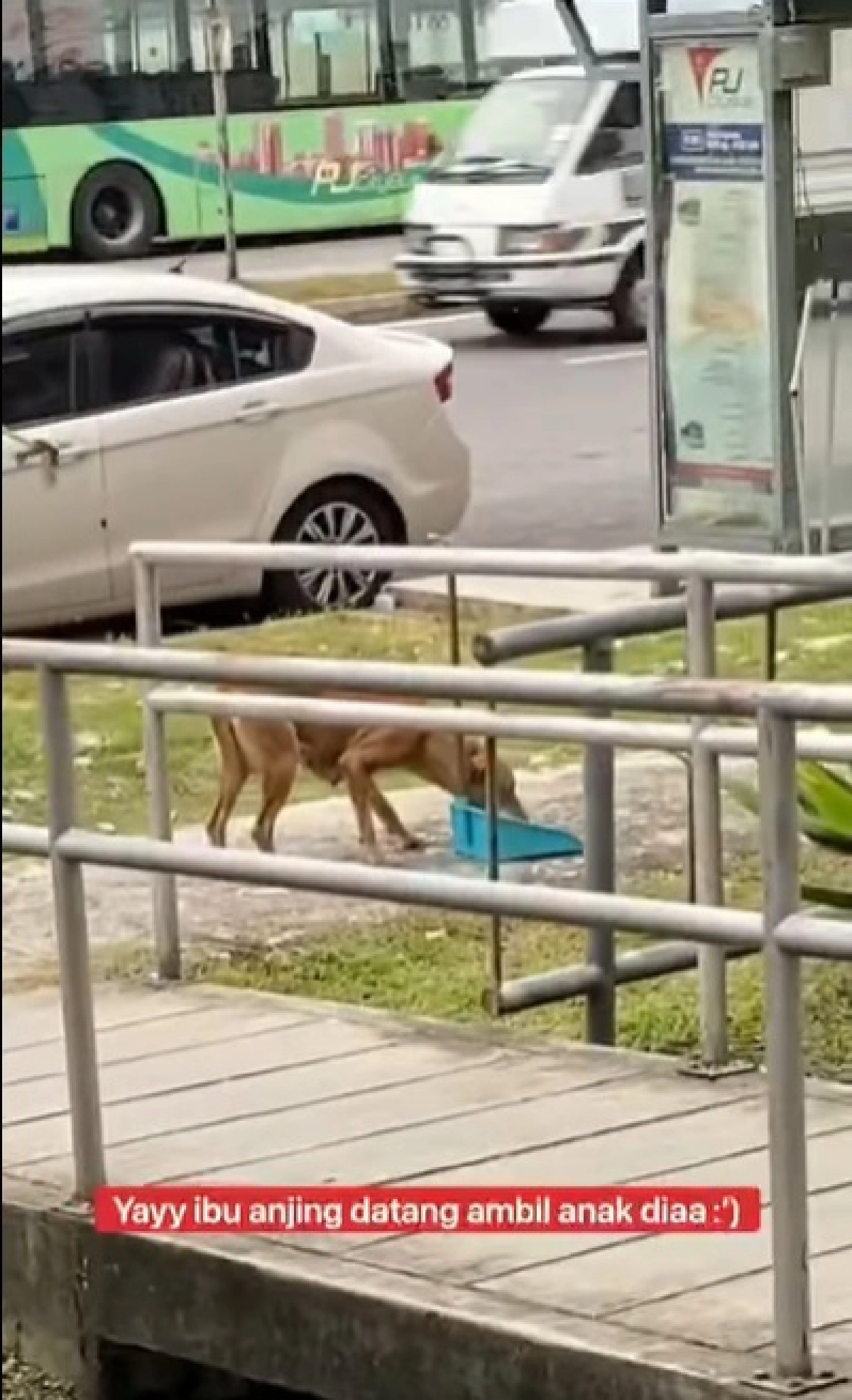 ชาวโซเชียลชื่นชมหนุ่มไม่ดูดาย ช่วยลูกหมาแรกเกิดตกลงไปในคูน้ำ 