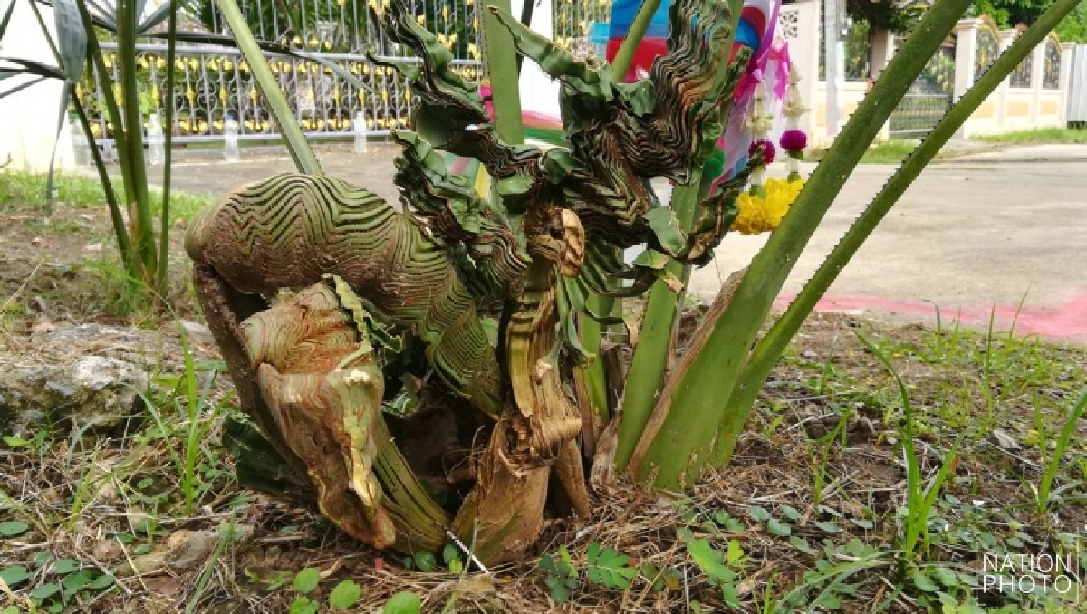 ต้นลาน, ลูกลาน, ใบลาน, หวย, เลขเด็ด, พญานาค, ต้นลูกฆ่าแม่