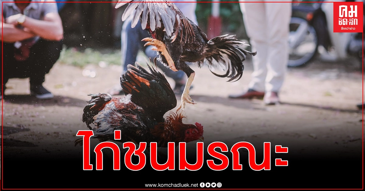 ไก่ชนคร่าชีวิตนายตร.ฟิลิปปินส์ขณะบุกจับ มีดติดเดือยปาดต้นขา ไก่ชนคร่าชีวิตนายตร.ฟิลิปปินส์ขณะบุกจับ มีดติดเดือยปาดต้นขา