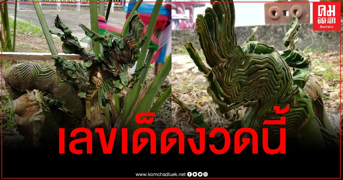โผล่อีกต้นไม้แปลกแตกยอดคล้ายพญานาค ชาวบ้านเชื่อมาให้โชคหลังถูก 2 งวดติด โผล่อีกต้นไม้แปลกแตกยอดคล้ายพญานาค ชาวบ้านเชื่อมาให้โชคหลังถูก 2 งวดติด
