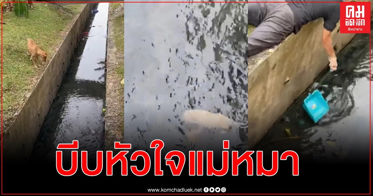 ชาวโซเชียลชื่นชมหนุ่มไม่ดูดาย ช่วยลูกหมาแรกเกิดตกลงไปในคูน้ำ 