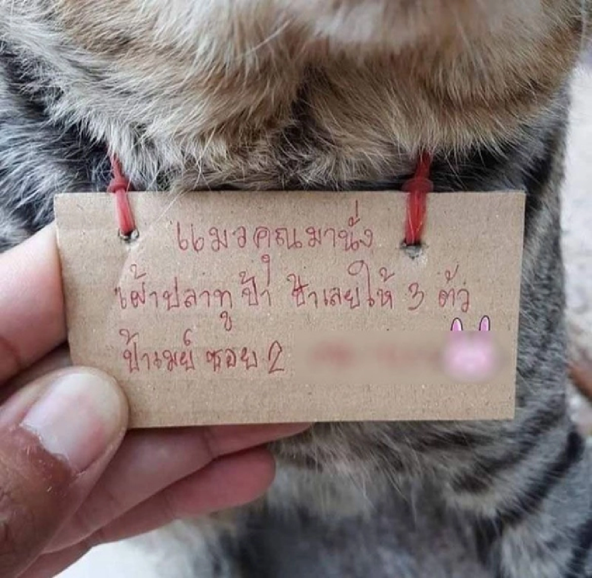ทาสแมวขำลั่น หลังแมวหนีเที่ยว 3 วัน กลับมาพร้อมหนี้สินเต็มคอ 
