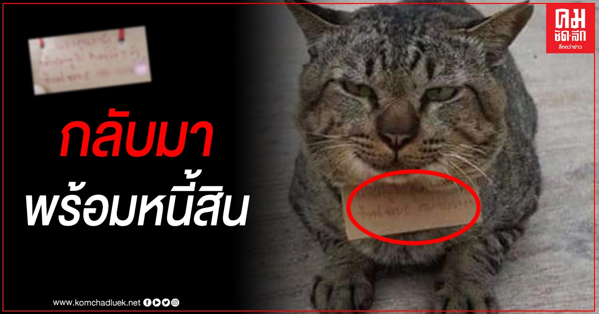 ทาสแมวขำลั่น หลังแมวหนีเที่ยว 3 วัน กลับมาพร้อมหนี้สินเต็มคอ ทาสแมวขำลั่น หลังแมวหนีเที่ยว 3 วัน กลับมาพร้อมหนี้สินเต็มคอ