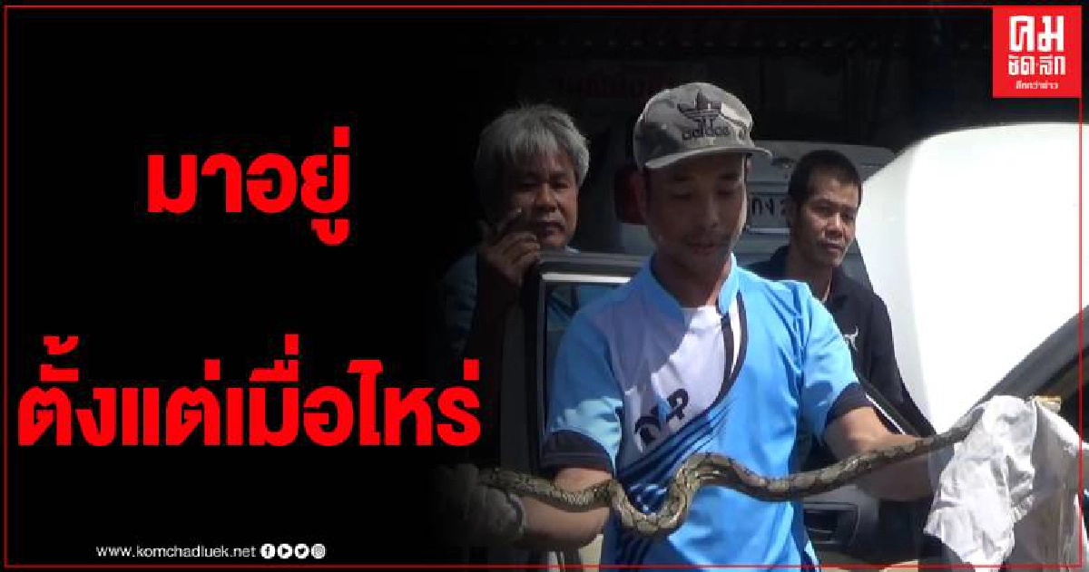 หนุ่มวัย 33 ปี พบมูลสัตว์ปริศนาในรถ ช่างแกะดูผงะพบงูหลาม ชาวบ้านแห่ดูเลขทะเบียน หนุ่มวัย 33 ปี พบมูลสัตว์ปริศนาในรถ ช่างแกะดูผงะพบงูหลาม ชาวบ้านแห่ดูเลขทะเบียน