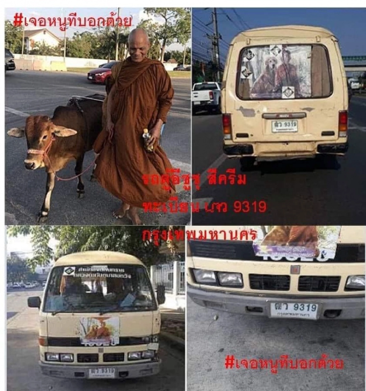 เลขาสมาคมพิทักษ์สัตว์ไทยแจ้ง กรมปศุสัตว์เตรียมจัดการพระสงฆ์ที่นำวัวมาเดินบิณฑบาต