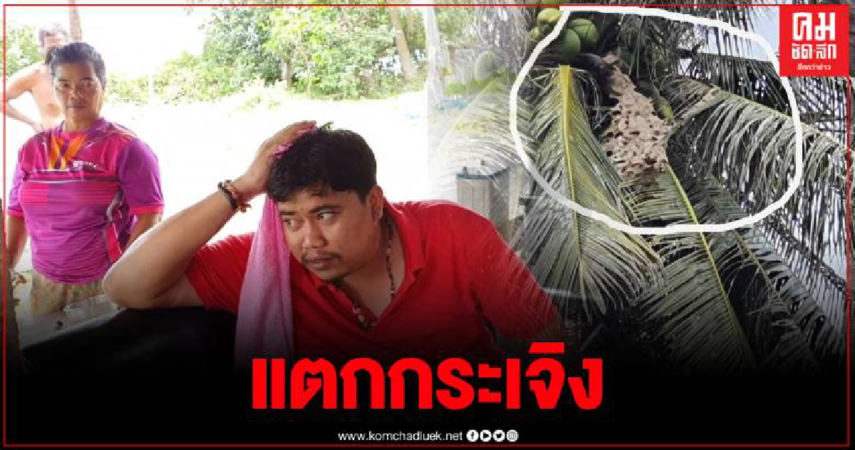 ต่อหัวเสือแตกรัง คลั่ง ไล่ต่อย คน สุนัข แมว วิ่งหนีจ้าละหวั่น ต่อหัวเสือแตกรัง คลั่ง ไล่ต่อย คน สุนัข แมว วิ่งหนีจ้าละหวั่น