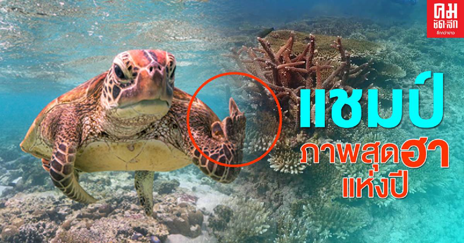 มองหน้าหาเรื่องเรอะ.."เจ้าเต่าชูนิ้วกลาง" ฝีมือช่างภาพชาวออสเตรเลีย คว้ารางวัลภาพสัตว์ป่าสุดฮา แห่งปี