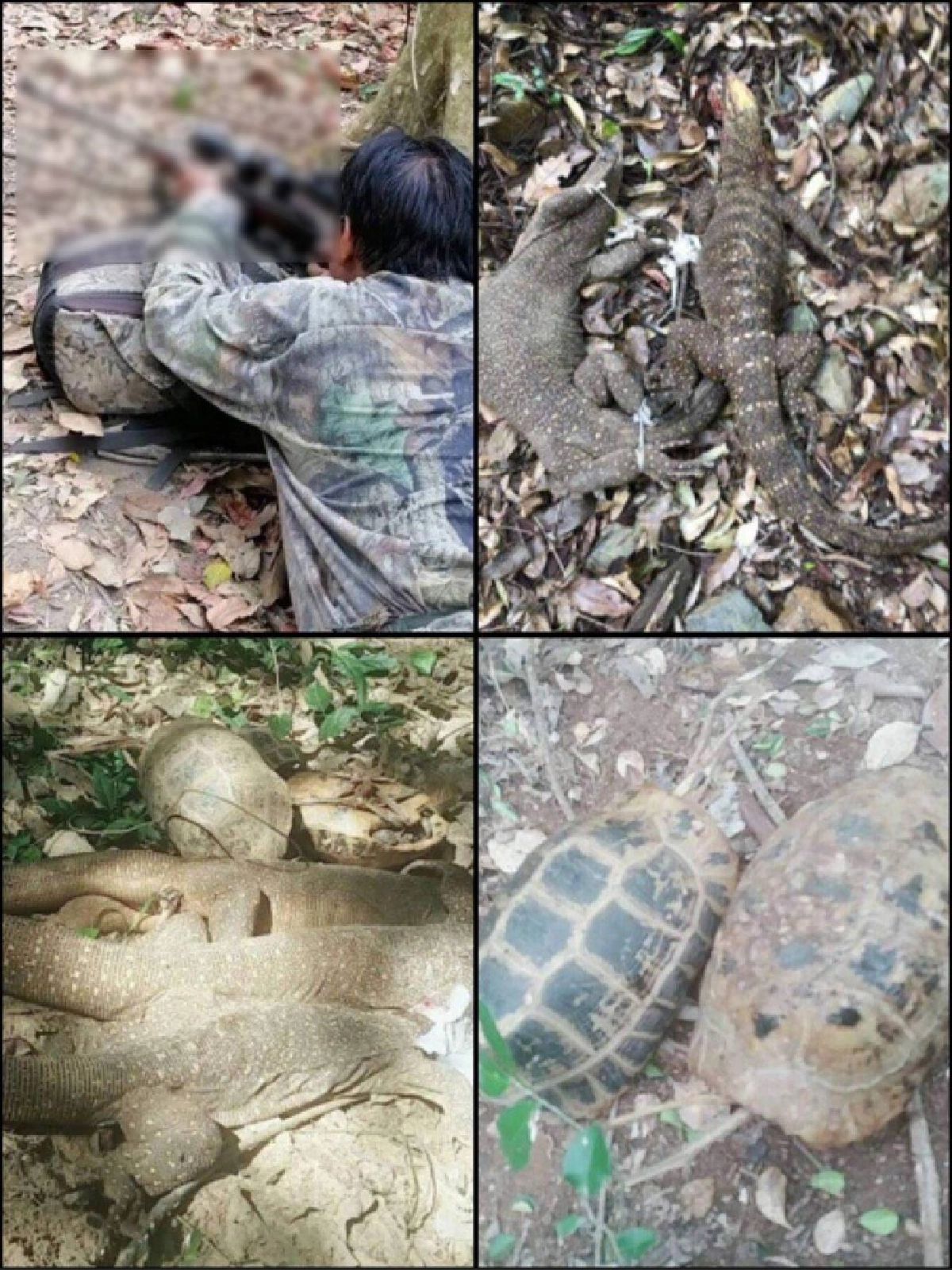 ฉก.พญาเสือ รวบหนุ่มกุยบุรี โพสต์เฟซบุ๊กโชว์ ล่าสัตว์ป่าคุ้มครอง