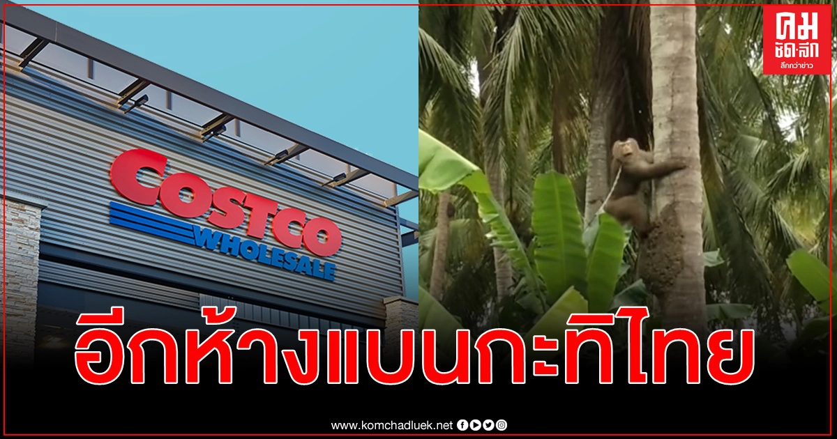 คอสต์โกประกาศเลิกขายกะทิชาวเกาะ แม้ผู้ผลิตยืนยันไม่ได้บังคับใช้แรงงานลิงเก็บมะพร้าว คอสต์โกประกาศเลิกขายกะทิชาวเกาะ แม้ผู้ผลิตยืนยันไม่ได้บังคับใช้แรงงานลิงเก็บมะพร้าว