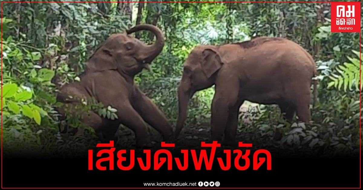 ดังโบ๊ะ.. สุดน่ารัก ลูกช้างป่าหยอกล้อเล่นกัน ดื้อดีนักเขกหัวซะเลย ดังโบ๊ะ.. สุดน่ารัก ลูกช้างป่าหยอกล้อเล่นกัน ดื้อดีนักเขกหัวซะเลย