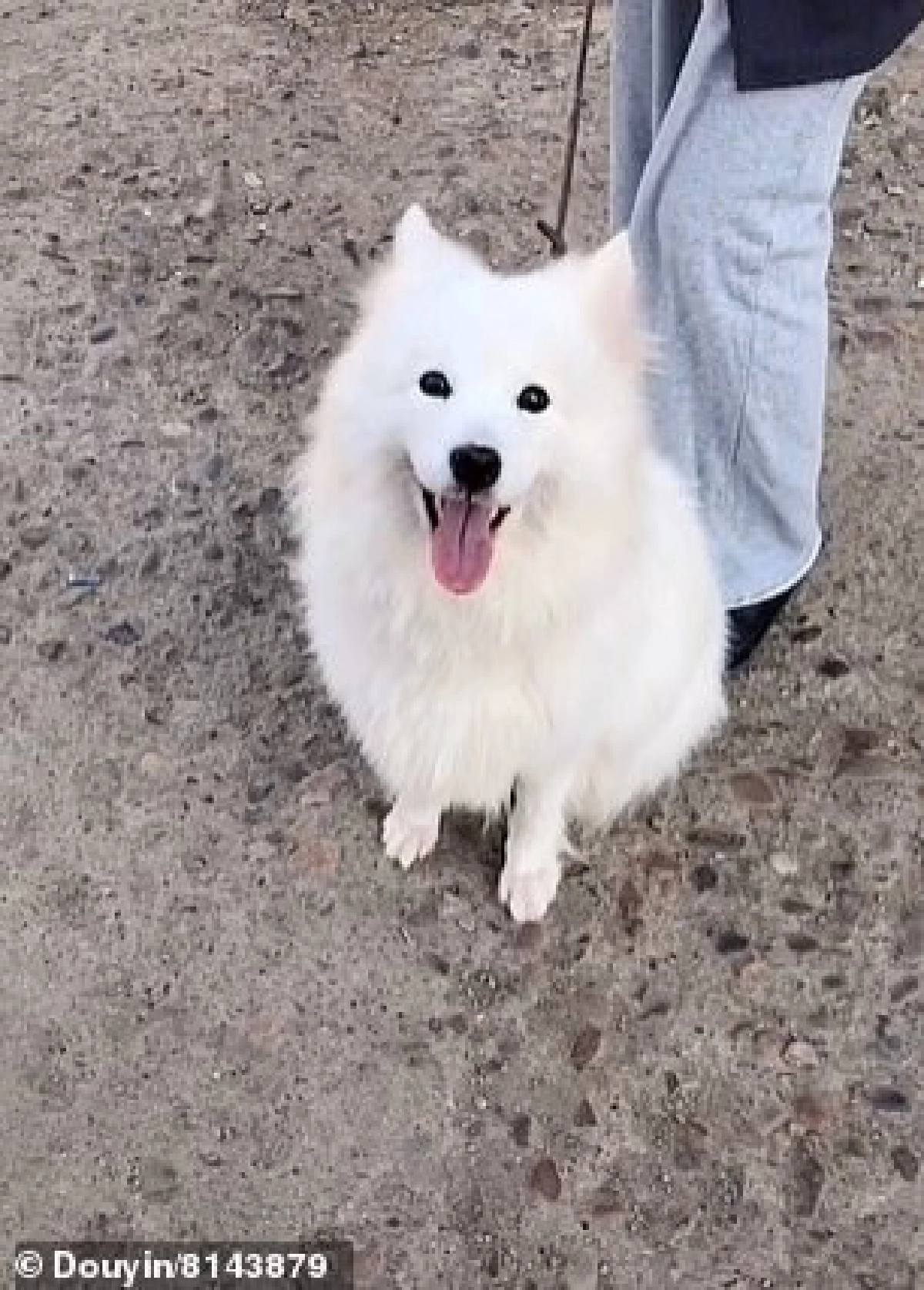 คลิปสะเทือนใจ น้องหมายกเท้าให้คนเดินผ่านหน้าร้านขายเนื้อสุนัข ก่อนได้รับการช่วยเหลือ