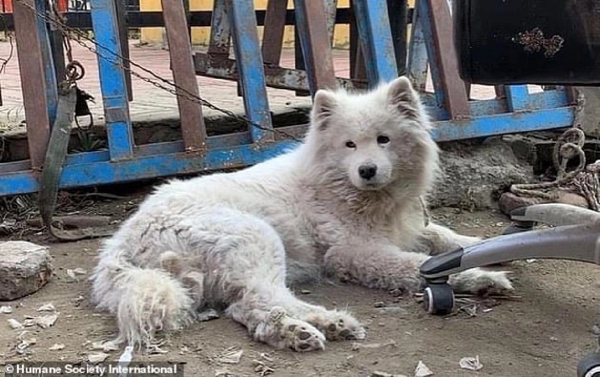 คลิปสะเทือนใจ น้องหมายกเท้าให้คนเดินผ่านหน้าร้านขายเนื้อสุนัข ก่อนได้รับการช่วยเหลือ