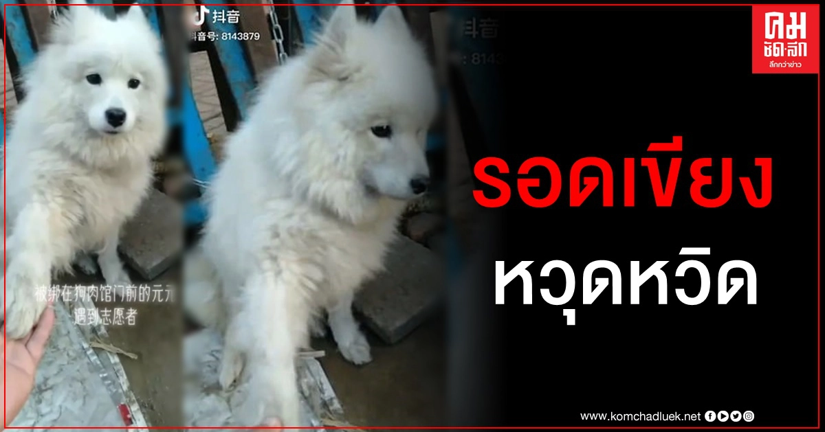 คลิปสะเทือนใจ น้องหมายกเท้าให้คนเดินผ่านหน้าร้านขายเนื้อสุนัข ก่อนได้รับการช่วยเหลือ