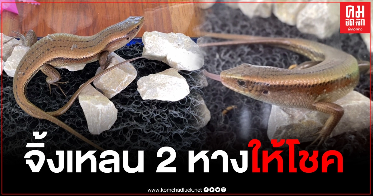 เสี่ยสายบุญเจอ จิ้งเหลน 2 หาง เชื่อมาให้โชค หลังเก็บมาเลี้ยง 7 วัน ได้ทรัพย์ก้อนใหญ่ พร้อมเผยเลขเด็ด