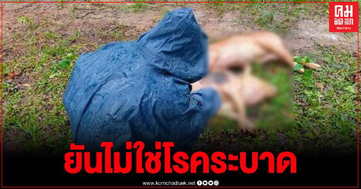 ปศุสัตว์ยันซากหมูถูกทิ้งริมถนน ไม่ใช่โรคระบาด