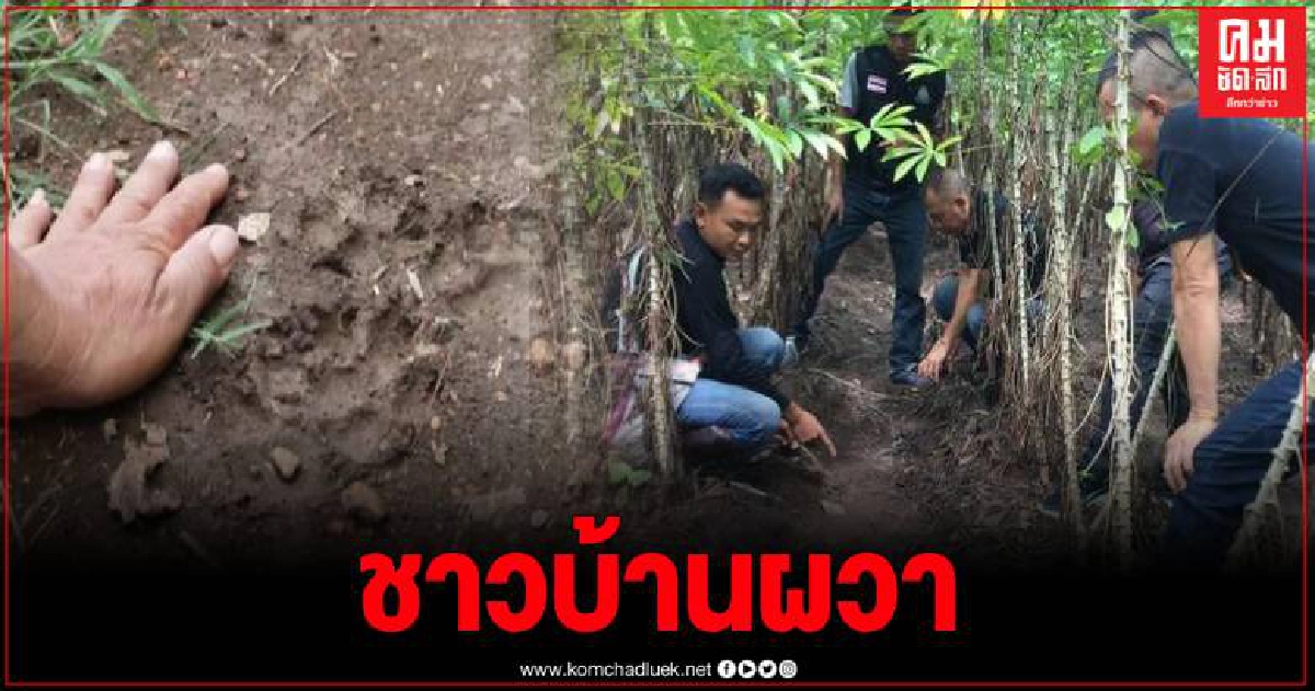 ชาวบ้านผวาพบสัตว์ 2 ตัว คาดว่าเป็นเสือ โผล่จากไร่อ้อยเข้าไร่มันสําปะหลัง ชาวบ้านผวาพบสัตว์ 2 ตัว คาดว่าเป็นเสือ โผล่จากไร่อ้อยเข้าไร่มันสําปะหลัง
