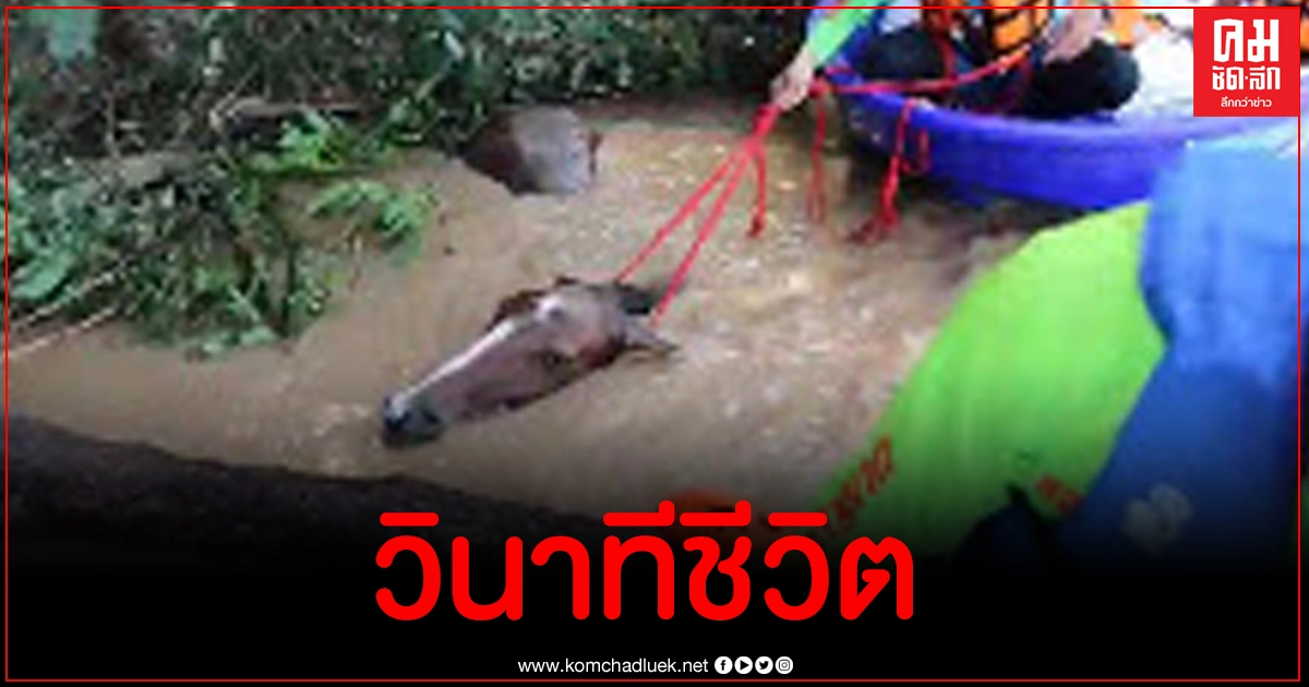 สุดทุลักทุเล จนท.ช่วยม้าโรงแรมดังที่ถูกน้ำป่าซัดข้ามจังหวัดจากปราจีนฯ โผล่โคราช สุดทุลักทุเล จนท.ช่วยม้าโรงแรมดังที่ถูกน้ำป่าซัดข้ามจังหวัดจากปราจีนฯ โผล่โคราช