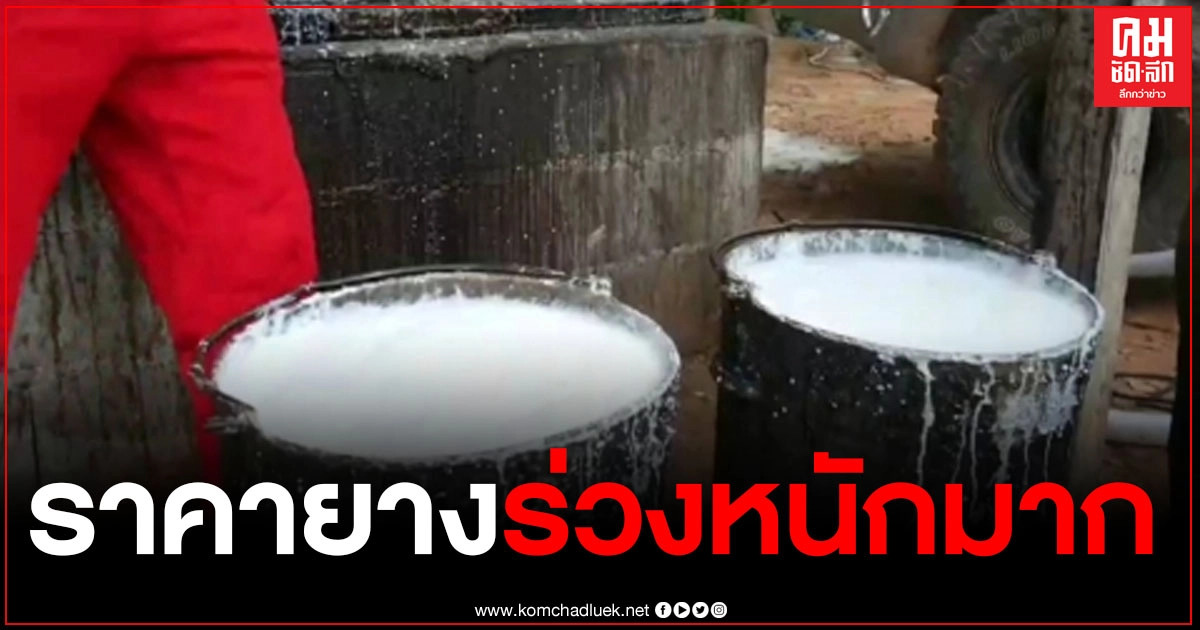 ช้ำใจหนัก ราคายางร่วงอีก วันเดียว 9 บาท ทุบสถิติร่วง 4 วัน ช้ำใจหนัก ราคายางร่วงอีก วันเดียว 9 บาท ทุบสถิติร่วง 4 วัน