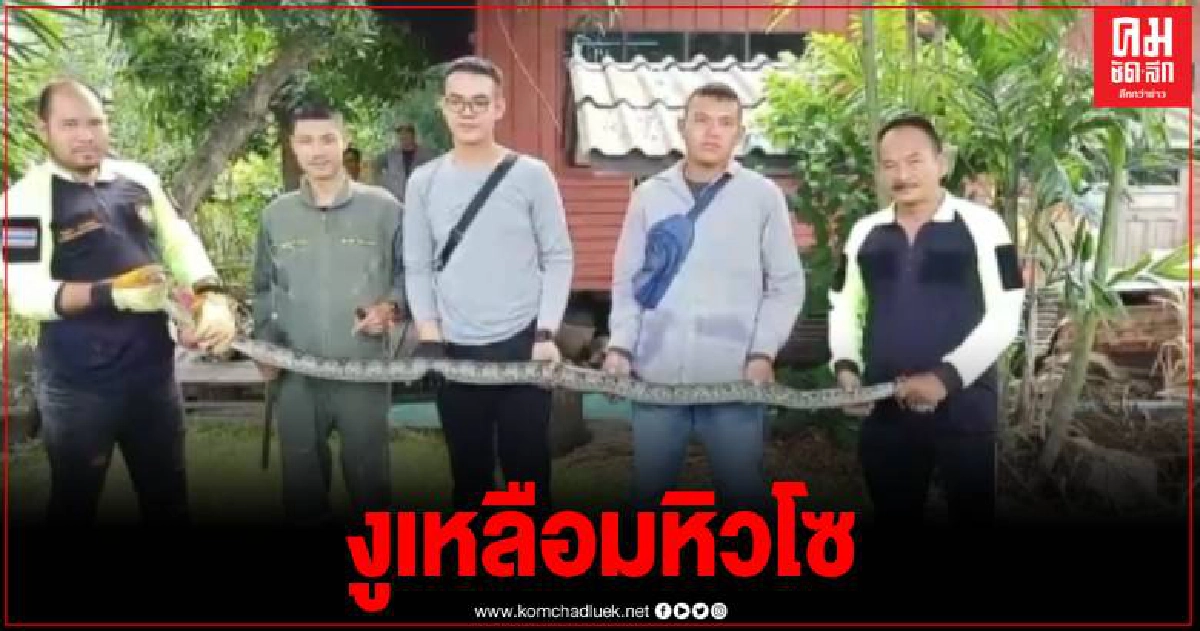 ผงะ งูเหลือมยาว3 ม.เลื้อยเข้าโรงเก็บหัวหอม เจ้าของโร่แจ้งกู้ภัยช่วยจับ ผงะ งูเหลือมยาว3 ม.เลื้อยเข้าโรงเก็บหัวหอม เจ้าของโร่แจ้งกู้ภัยช่วยจับ