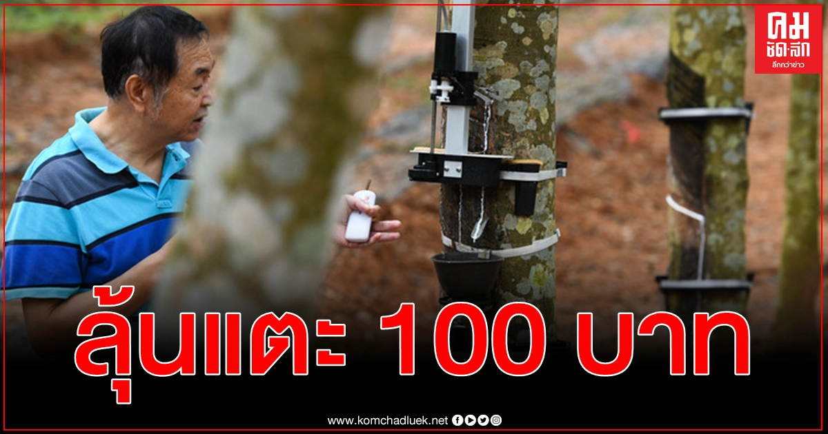 ยางพาราไทยเฮ ลุ้นแตะ 100 บาทต่อกิโลกรัม อุปสงค์เพิ่มขึ้นทั้งตลาดในประเทศและส่งออก ยางพาราไทยเฮ ลุ้นแตะ 100 บาทต่อกิโลกรัม อุปสงค์เพิ่มขึ้นทั้งตลาดในประเทศและส่งออก
