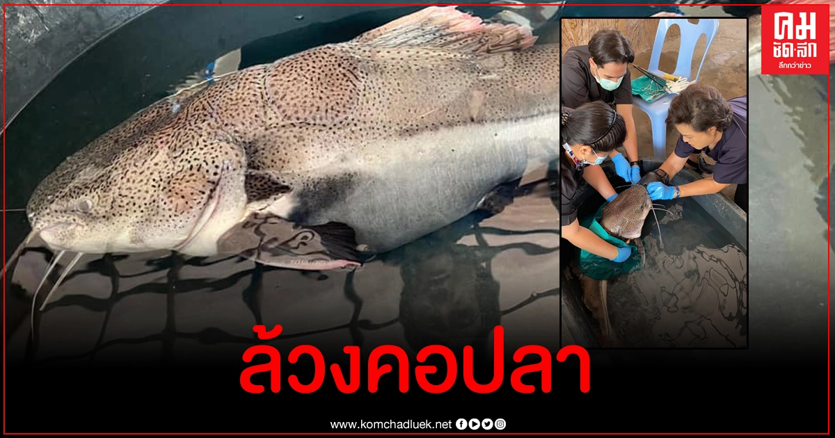 นาทีล้วงคอช่วยเหลือปลาตัวเป้งจอมตะกละ หลังกลืนหมวกไปทั้งใบ นาทีล้วงคอช่วยเหลือปลาตัวเป้งจอมตะกละ หลังกลืนหมวกไปทั้งใบ