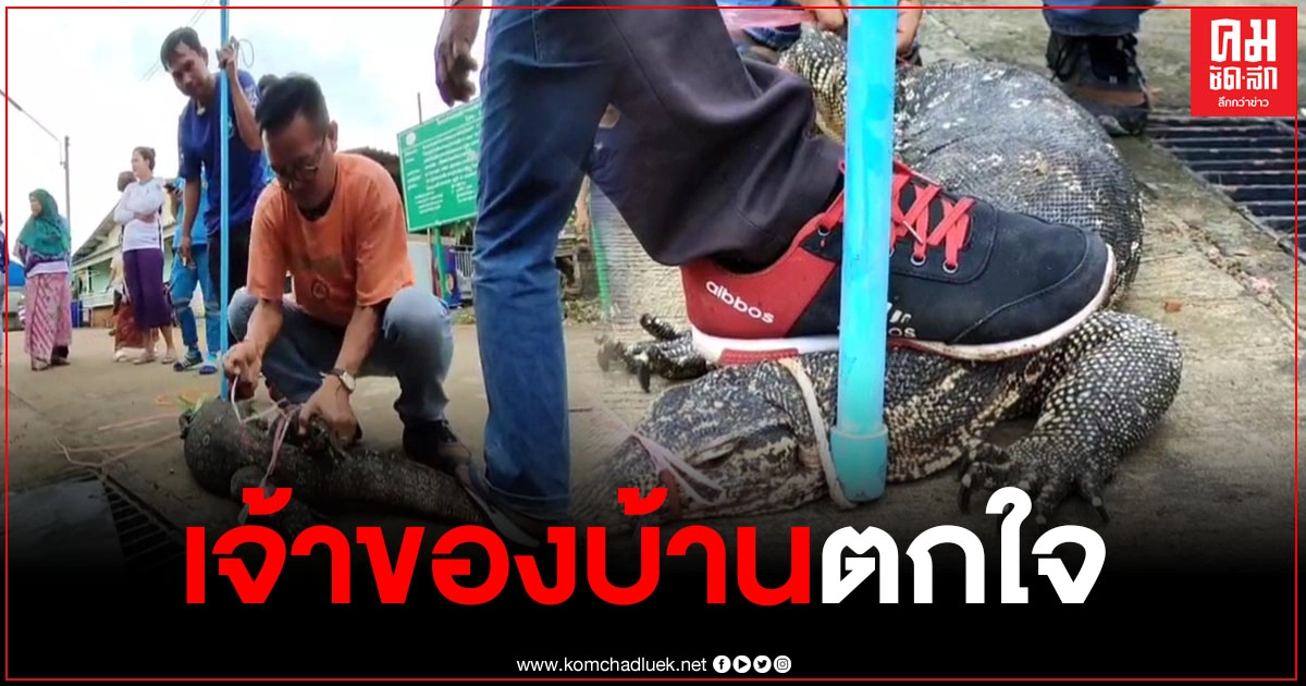 สาวใหญ่ลมแทบจับ เปิดประตูบ้าน เจอตัวเงินทองยักษ์ แลบลิ้นอยู่หน้าบ้าน รีบแจ้งกู้ภัยจับ สาวใหญ่ลมแทบจับ เปิดประตูบ้าน เจอตัวเงินทองยักษ์ แลบลิ้นอยู่หน้าบ้าน รีบแจ้งกู้ภัยจับ