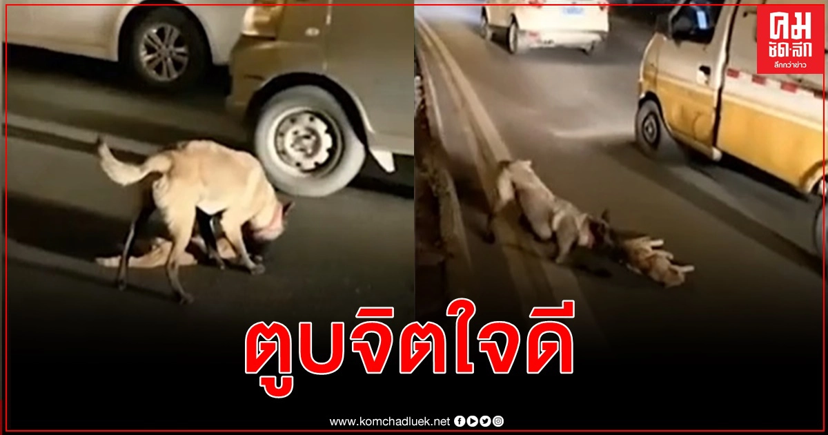 สุนัขพยายามปลุกแมวนอนนิ่งกลางถนนไม่รู้ว่าตาย พอเห็นไม่ฟื้นลากไปหลบข้างทาง(คลิป) สุนัขพยายามปลุกแมวนอนนิ่งกลางถนนไม่รู้ว่าตาย พอเห็นไม่ฟื้นลากไปหลบข้างทาง(คลิป)