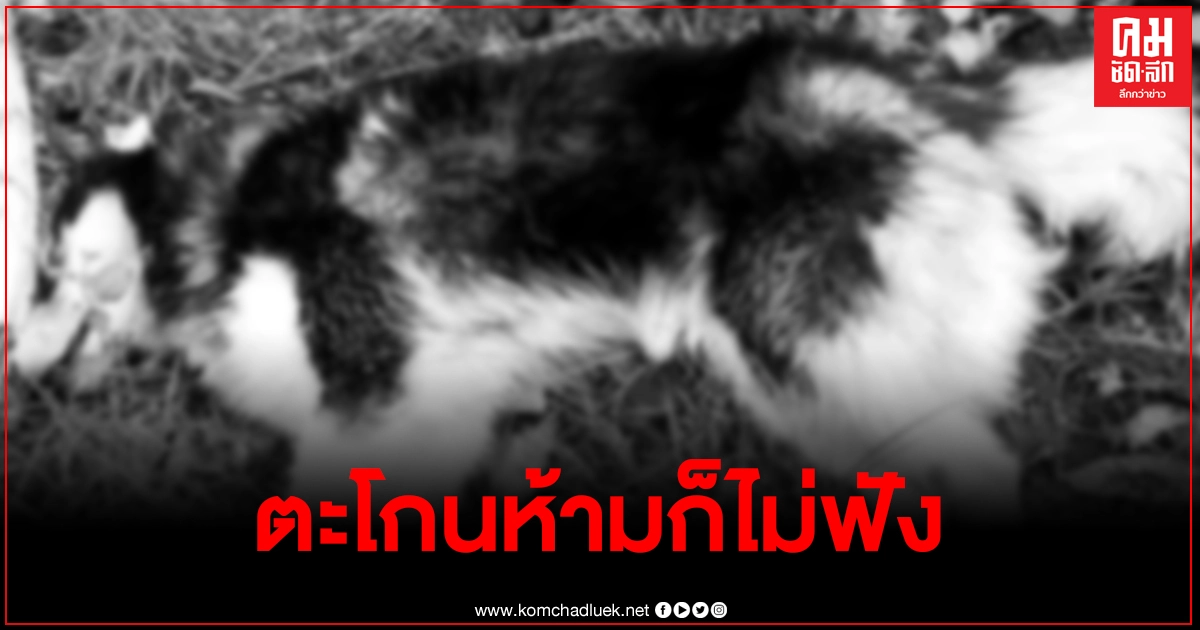 เจ้าของสุดเศร้า ไซบีเรียนวิ่งเข้าบ้านคนอื่น ก่อนถูกทำร้ายต่อหน้าต่อตา เจ้าของสุดเศร้า ไซบีเรียนวิ่งเข้าบ้านคนอื่น ก่อนถูกทำร้ายต่อหน้าต่อตา
