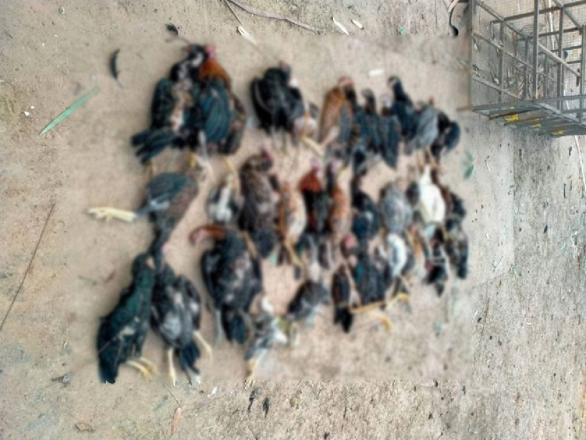 เซียนไก่ชน ชัยภูมิแทบช็อก หมาเพื่อนบ้านสุดโหดมุดเล้าไก่ชนไล่กัดจนเกลี้ยง